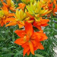 Лилия Ла гибриди Халк