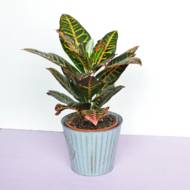 Кротон мікс