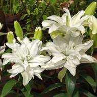 Лилия махровая Розелилия Аиша