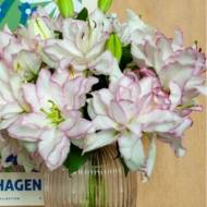 Лилия махровая Розелилия Анушка