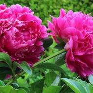 Пион травянистый Феликс Суприм