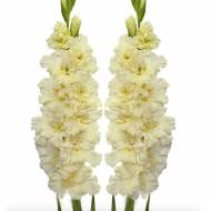 Гладиолус Свит Кристал