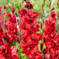 Гладиолус Вельвет Расбери