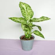 Диффeнбахія Мікс