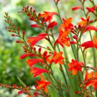 Крокосмия Ред Кинг