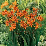 Крокосмия Эмили Маккензи