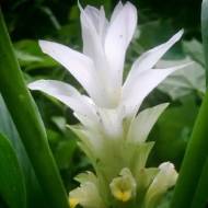 Куркума Вайт Вондер