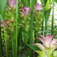 Куркума Пинк Вондер