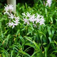 Амарин Эмануель