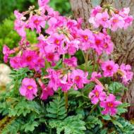 Инкарвилея Делавея