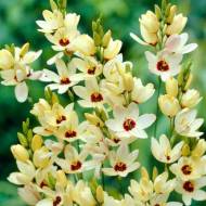 Иксия Маркет