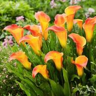 Калла Пампкин Роял