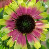 Эхинацея Прейри Блейз Винтаж Лайм