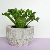 Аспленіум Нідус