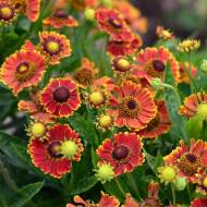 Гелениум Бандера