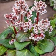 Бергения Беби Дол