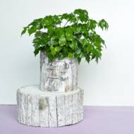 Радермахера