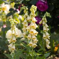 Наперстянка Грандифлора