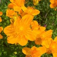 Купальница Голден Квин