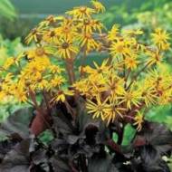 Лигулярия Миднайт Леди