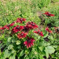 Рудбекия Черри Бреди