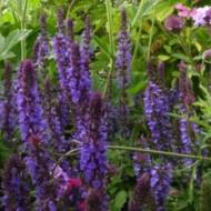 Шалфей дубравный Мерло Блю