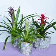 ГУЗМАНІЯ МІКС