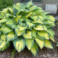 Хоста Оранж Мармелад