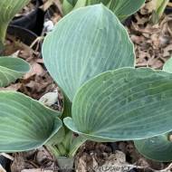 Хоста Блю Проф