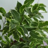 Фікус Кінкі