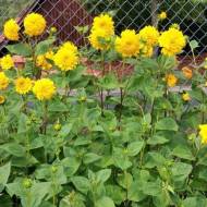 Гелиантус Лондон Голд