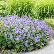 Герань Роземур