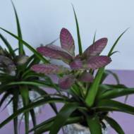 Тілландсія Аніта