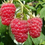 Саджанець Малина Квеллі в контейнері