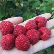 Саженец Малина Квелли в контейнере