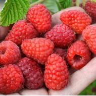 Саджанець Малина Полана в контейнере