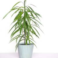 Фікус Бенжаміна