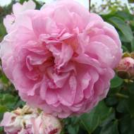 Троянда плетиста Жасміна в контейнері