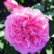 Троянда чайно-гібридна Ешлі в контейнері