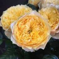 Троянда англійська Вувузела жовта (кущова) в контейнері