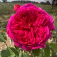 Роза английская Отелло в контейнере