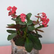 Еуфорбія (молочай) Міллі мікс