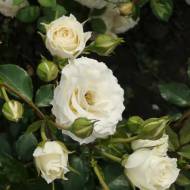 Троянда спрей Уайт Лідія в контейнері