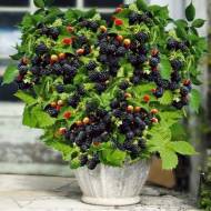 Саджанець Ожина Діма в контейнері