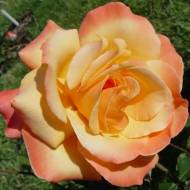 Троянда флорибунда Лоліта в контейнері