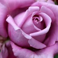 Троянда чайно-гібридна Шарль де Голь в контейнері