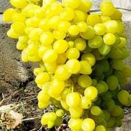 Саджанець Виноград Вояж в контейнері