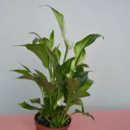 Спатіфіллум Шопен міні