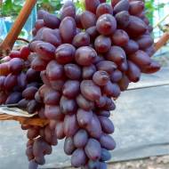 Саджанець Виноград Близнюк в контейнері