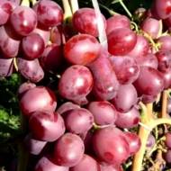 Саджанець Виноград Квінт кишмиш в контейнері